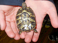 Schildkrötenbesuch in der 2A